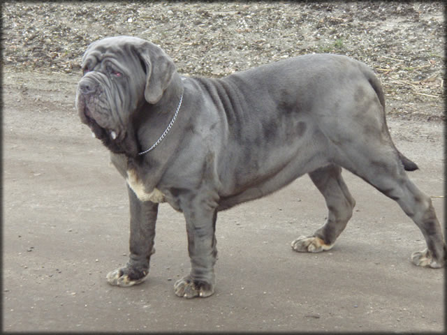 mastino napoletano: Bonnie van de Wiltimana 